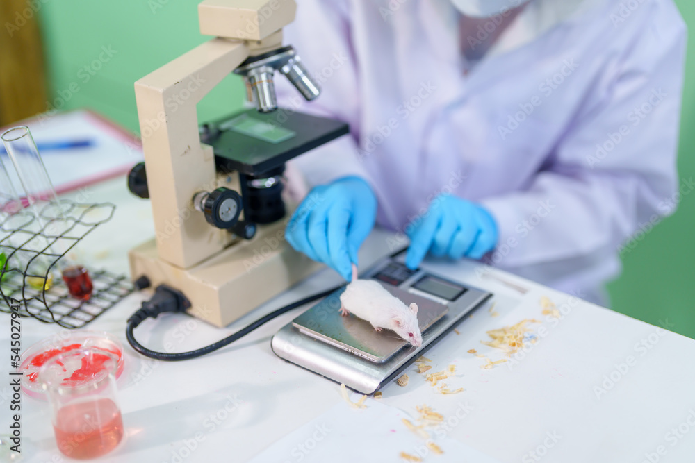 Wall mural Modern Medical Research Laboratory: A medical research scientist examines mice in a laboratory and looks at tissue samples under a microscope ,Advanced Scientific Lab for Medicine, Biotechnology.