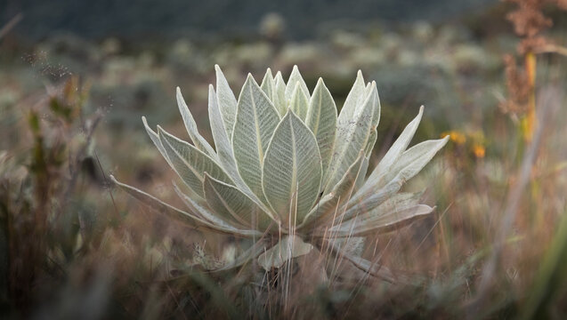 P&aacute;ramo El Fraile