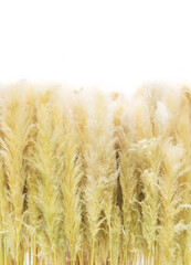 abstract texture background from high grass furry