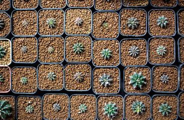 top view of green cactus pots pattern in garden