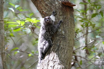 The Santarem marmoset (Mico humeralifer), also known as the black and white tassel-ear marmoset, is a marmoset endemic to the Brazilian states of Amazonas and Pará.