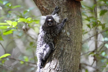 The Santarem marmoset (Mico humeralifer), also known as the black and white tassel-ear marmoset, is a marmoset endemic to the Brazilian states of Amazonas and Pará.