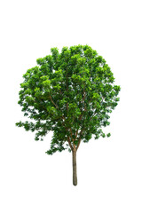 Isolated Tree on transparent background ,Suitable for use in landscape design, Tree from thailand, Asia