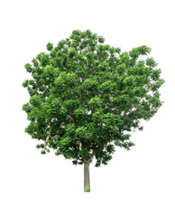 Fototapeta premium Isolated Tree on transparent background ,Suitable for use in landscape design, Tree from thailand, Asia