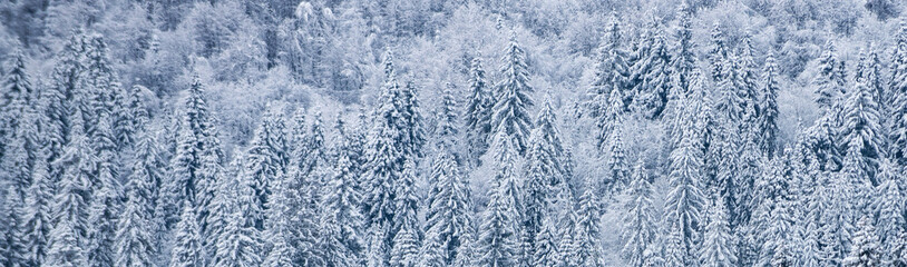 Winter nature banner. Winter nature for design. Winter Christmas landscape background with snow. New Year wallpaper.