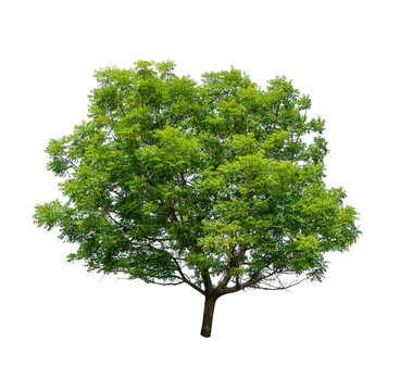 Fototapeta Isolated Tree on transparent background ,Suitable for use in landscape design, Tree from thailand, Asia
