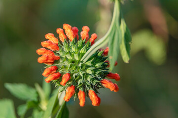 Leonotis nepetifolia, is a species of plant in the genus Leonotis and the family Lamiaceae. It is native to tropical Africa and southern India.