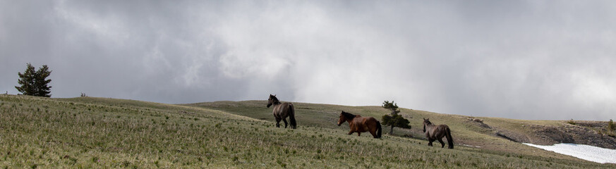 Three wild horses running over high mountain ridge in the american west of the United States