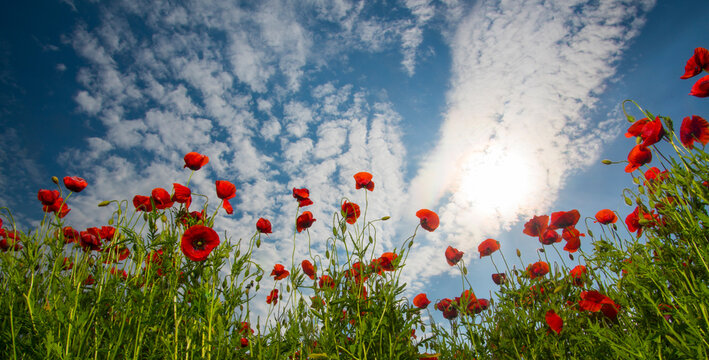 Poppy flower. Anzac day. Historic war memory. Anzac background. Poppy field, Memorial Remembrance day.