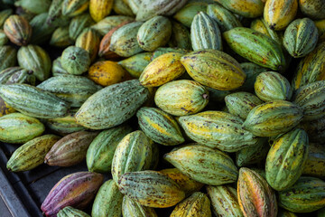 Fresh cocoa pod harvest in farm