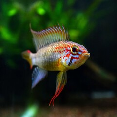 Apistogramma cf. sp. D24