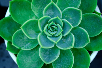 Beautiful flowers as background, delicate blooming flowers festive background, Colorful spring flower background, selective focus.