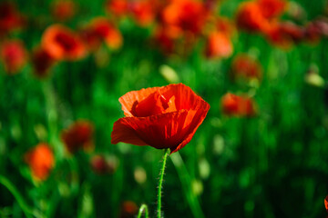 Obraz premium Poppy flowers field. Anzac day banner. Remembrance day, Memorial in New Zealand, Australia, Canada and Great Britain. Red poppies.