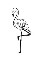 Flamingo standing vector isolated on white. Great flamingo, wading bird.