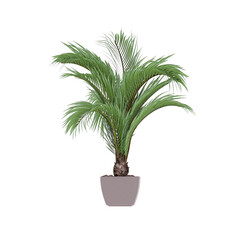 Fototapeta premium Plant, Plant PNG, Download Plant Transparent Background