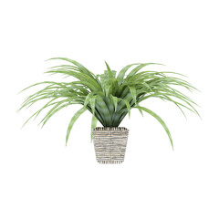 Plant, Plant PNG, Download Plant Transparent Background
