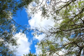 sky and trees
