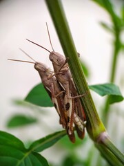 grasshopper brown on leaf  are breeding