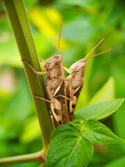 brown grasshoppers are breeding