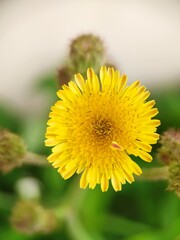 yellow flowers on a blurred background and nectar