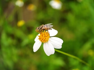 bee on a flower with blurred background
