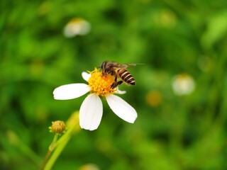 bee sucking white flower nectar