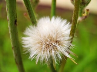 white dandelion flower that is easily blown by the wind with blurred background