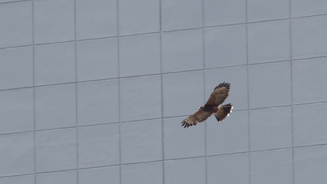 Harris Hawk Flies in front of the Urban building in slow motion as we see the structural glazing