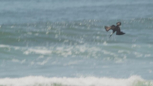 Peruvian booby bird aligns itself and then folds its wings to launch an attack to hunt Fish in the Sea, dive slow motion