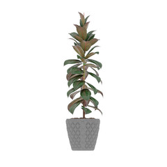 Plant, Plant PNG, Download Plant Transparent Background