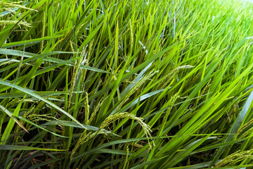 Ripe ears of rice. Rice field green rice stalks with dew drops.