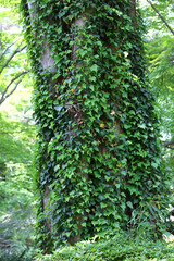 Big tree covered with ivy