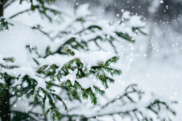 Fir branches in the snow with snowflakes. Snowfall in the forest. Snowy spruce closeup. Christmas concept.