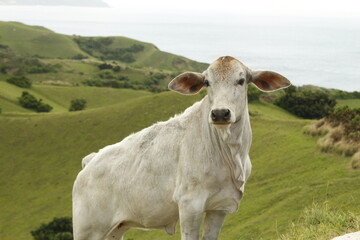 Fototapeta na wymiar White cow grazing along the hills of Batan Island, Batanes, Philippines