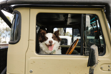 Border Collie dog in drivers seat of a four wheel drive