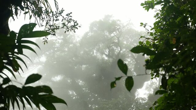 Mist moving in front of jungle tree canopy