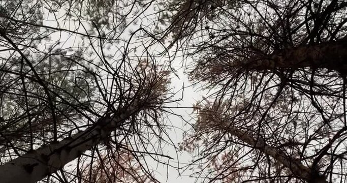 In the darkness of the forest, the dreams dance with the air.