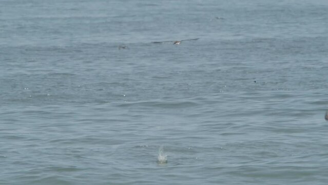 Three Peruvian booby birds Dive towards the sea to fish two enter the sea and one aborts the dive