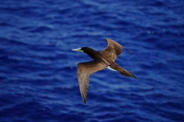 a brown booby bird flying above the ocean