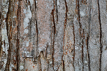 Obraz premium The brown bark of the tree indicates its age and age.