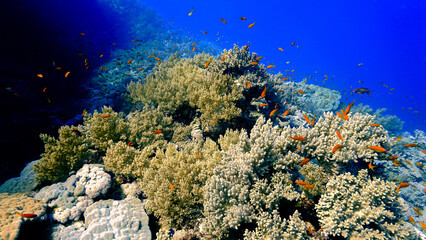 Fototapeta na wymiar Underwater photo of colorful soft corals at a coral reef. 