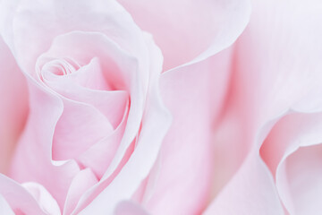 Pale pink white rose flower. Macro flowers background for holiday design