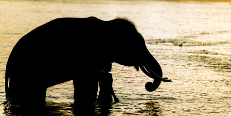 An elephant and a breeder stand in the river.