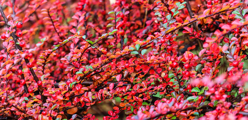 Blurred autumn background. Red leaves and fruits on the cotoneaster branches