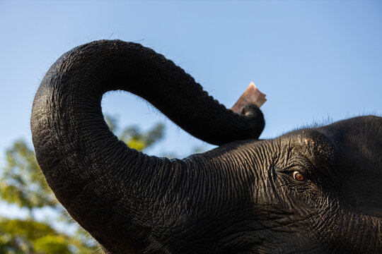 "Elephant Nose" Images ??? Browse 164 Stock Photos, Vectors, and Video ...
