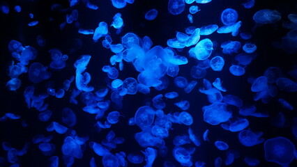 blue light jellyfish