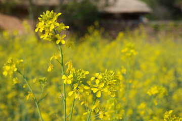 Yellow rapeseed flowers are in full bloom