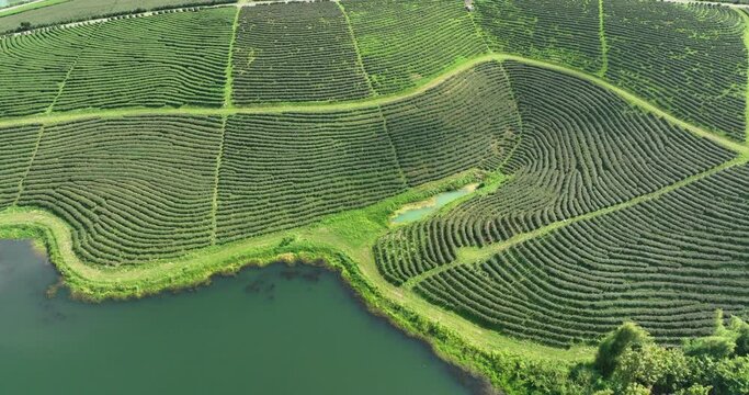 green tea plantation terrace camera moving from drone, footage 4k video aerial view landscape,