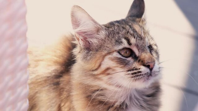 A cat without an eye looks into the frame. The fluffy cat got into a fight and was wounded. Pet shelter, vet. Operation on the muzzle of animals. High quality 4k footage. veterinarian