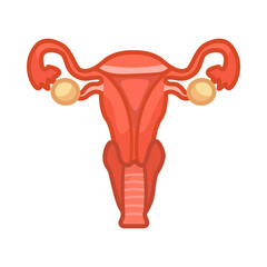 Uterus of female body vector illustration. Internal human organ, reproductive system, uterus on white background. Education, anatomy concept